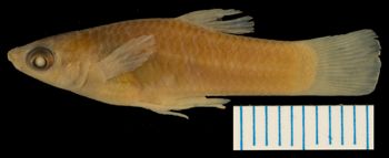 Media type: image; Ichthyology 32959